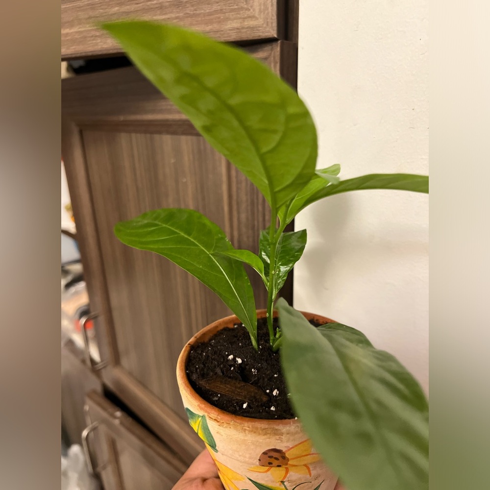 Night Blooming Jasmine